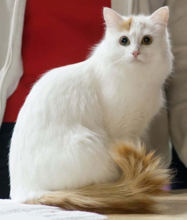 Turkish Van
