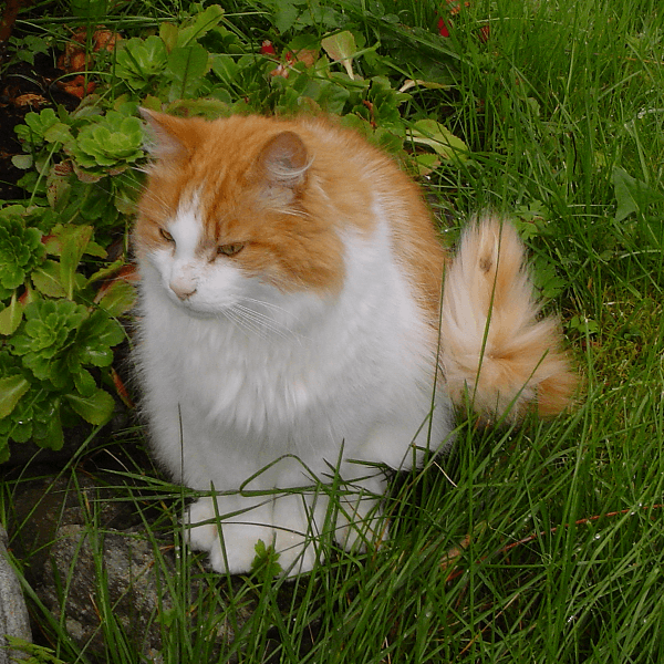 Norwegian Forest Cat