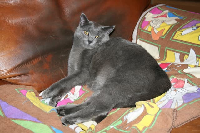 Chartreux