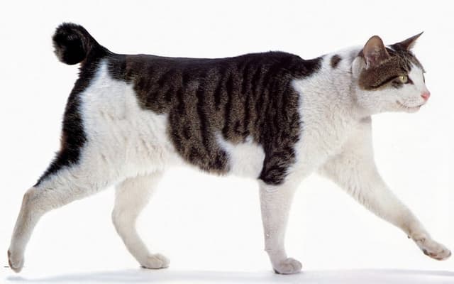 Japanese Bobtail