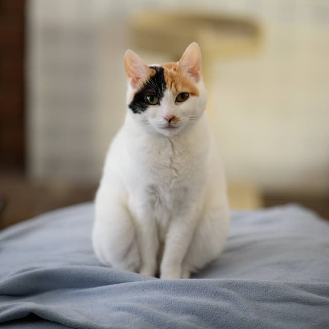 Japanese Bobtail