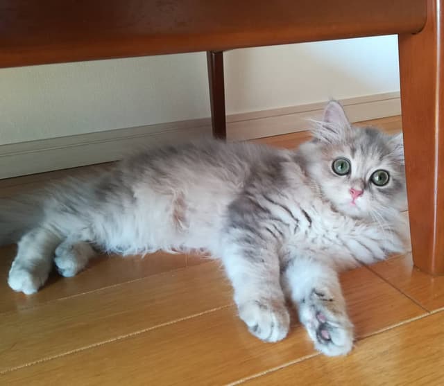 Ragamuffin