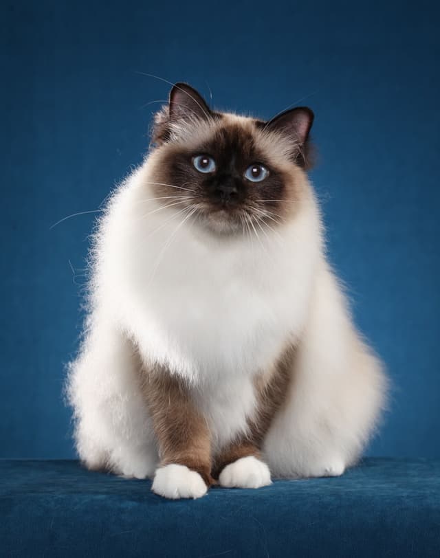 Birman
