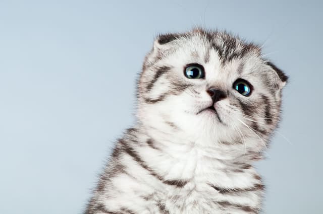 Scottish Fold