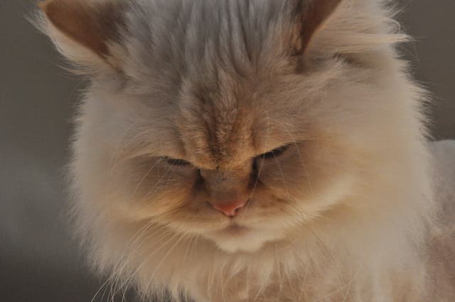 Himalayan