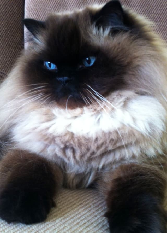 Himalayan