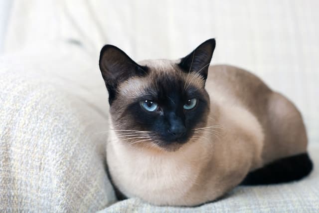Siamese