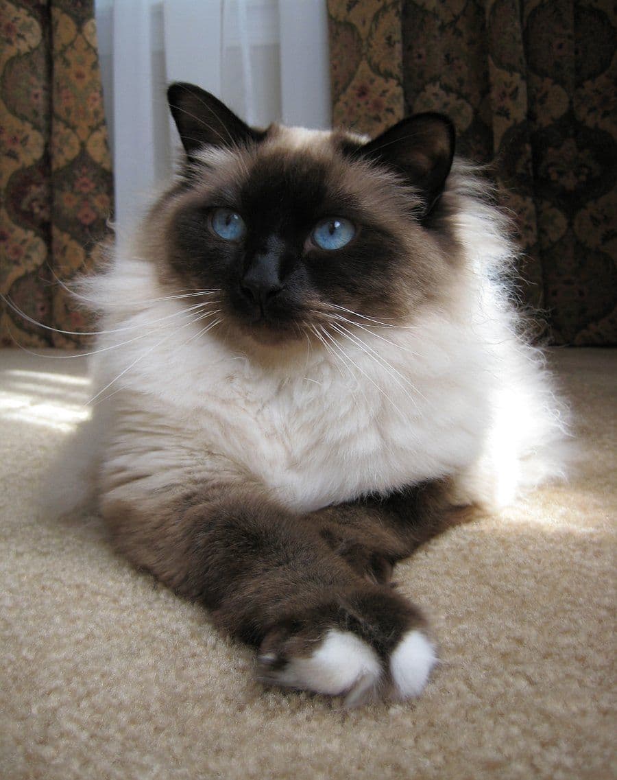 Birman