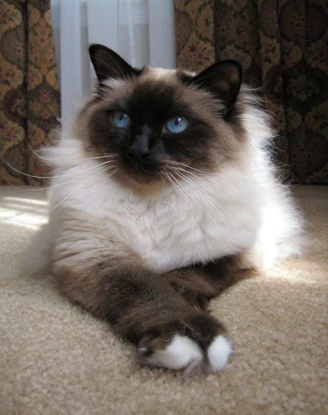 Birman