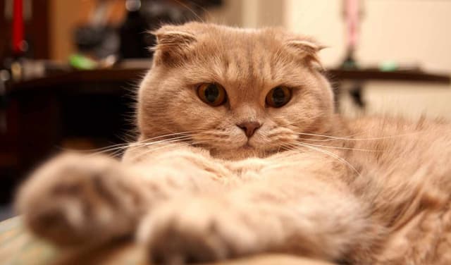 Scottish Fold