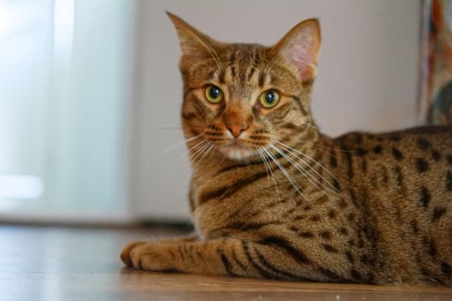 Ocicat