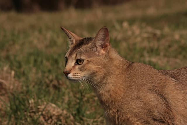 Chausie