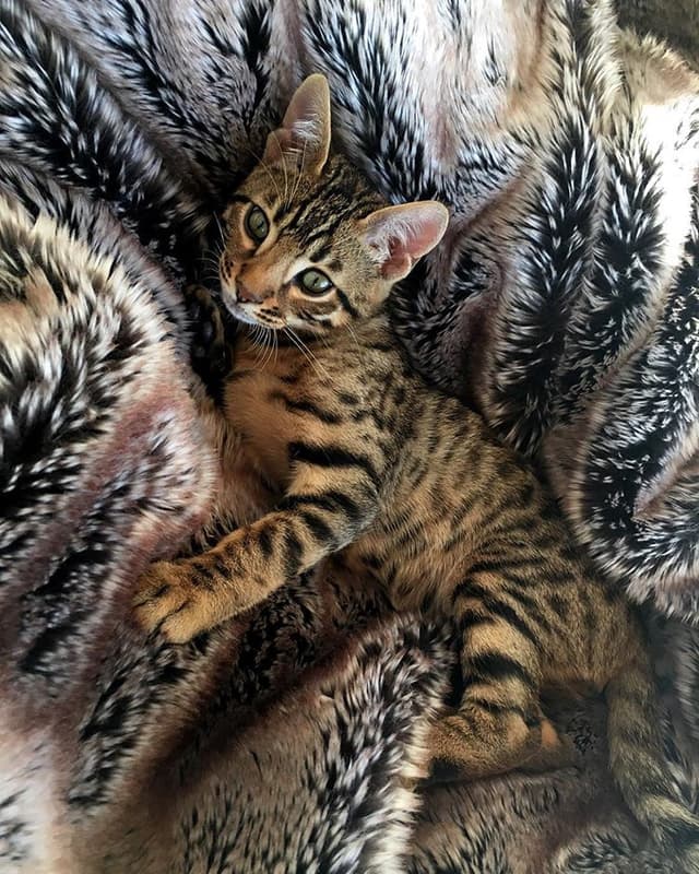 Bengal