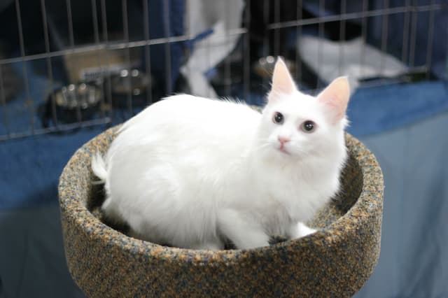 Turkish Angora