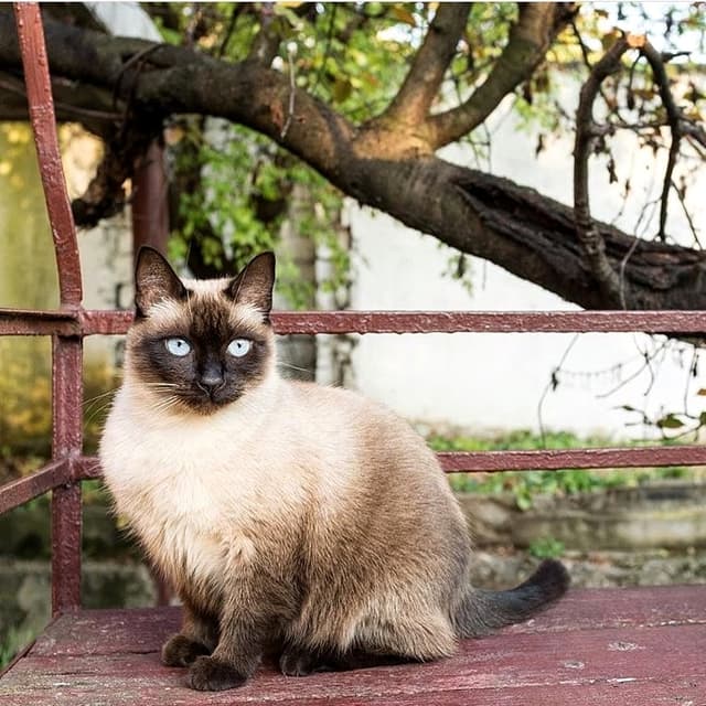 Siamese