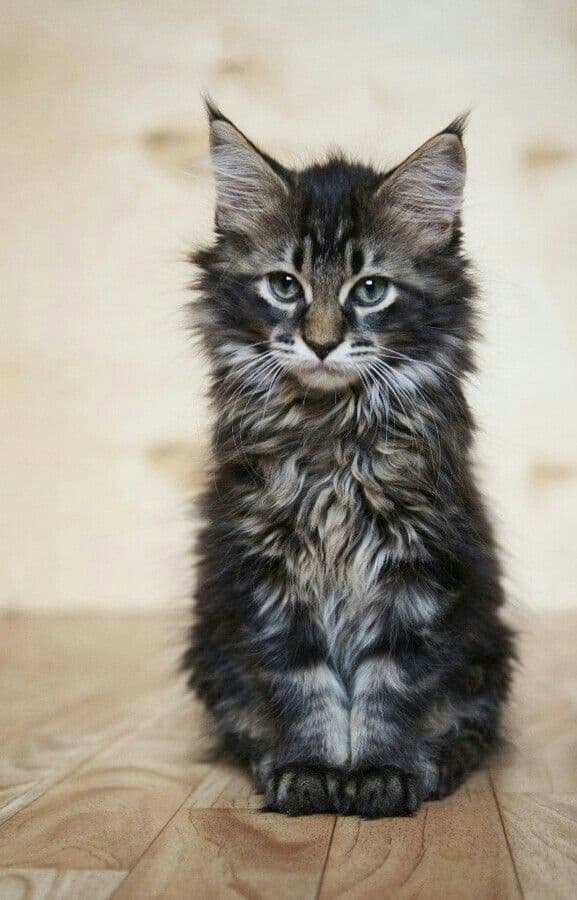 Maine Coon