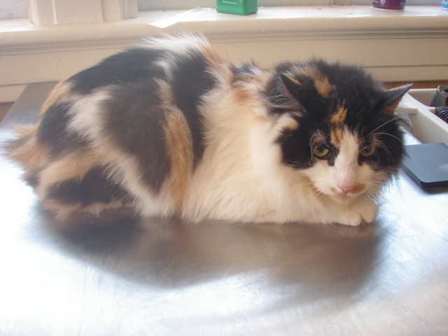 Japanese Bobtail