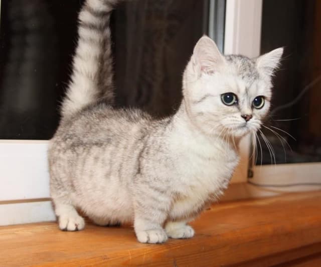 Munchkin