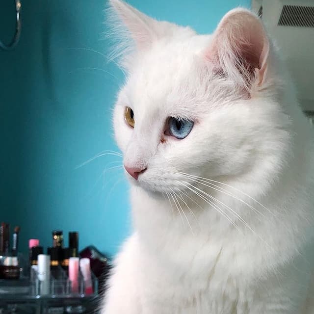 Turkish Angora