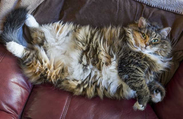 Maine Coon