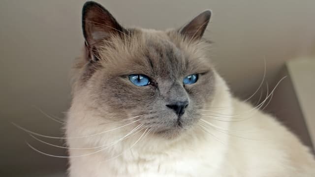 Birman