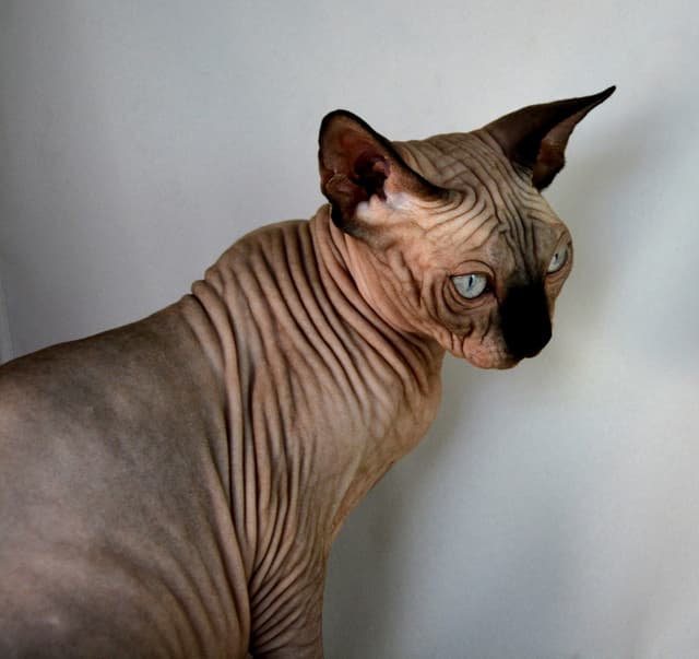 Sphynx