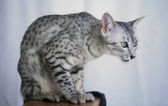 Egyptian Mau