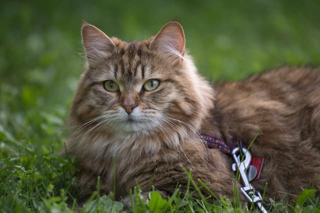 Siberian