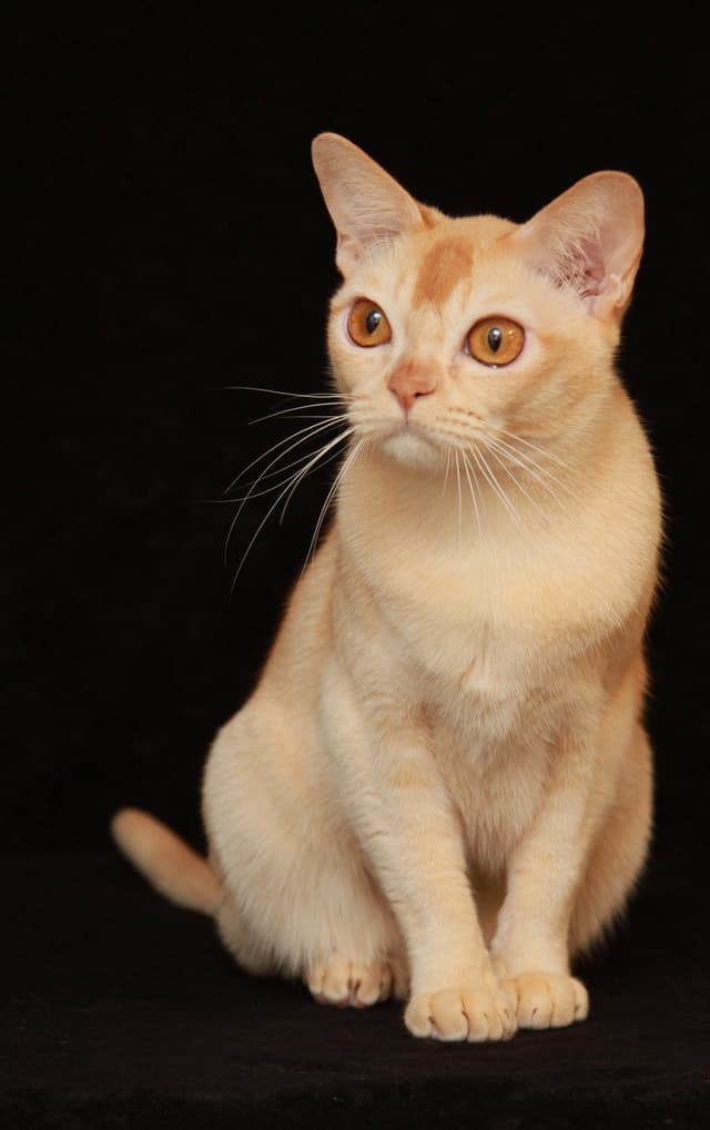 European Burmese