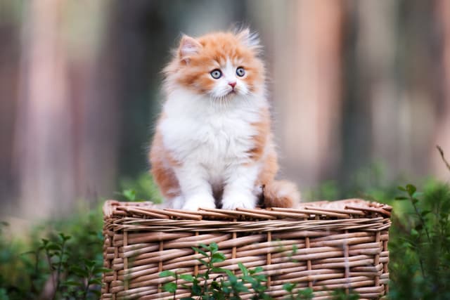 British Longhair