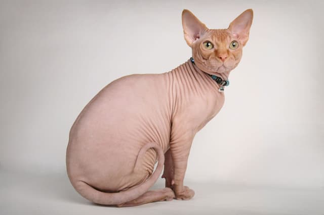 Sphynx
