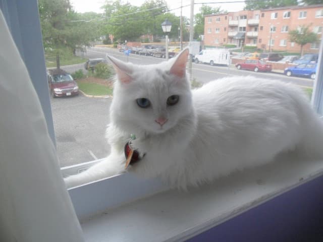 Turkish Angora