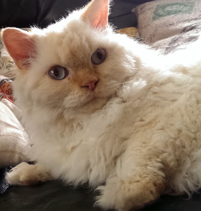Selkirk Rex