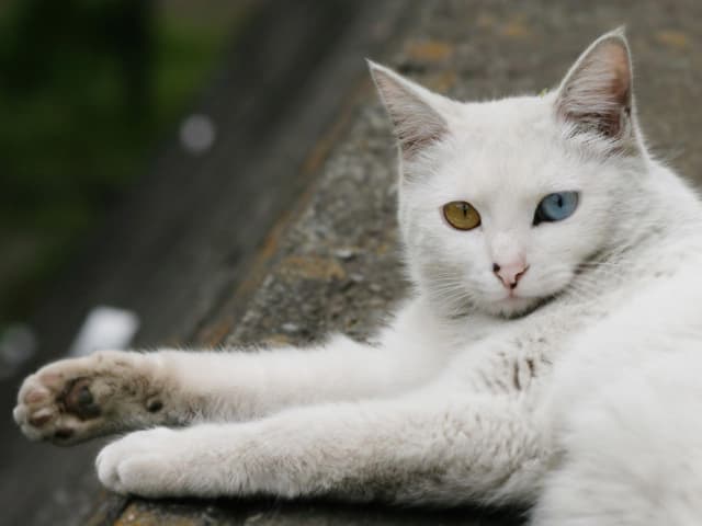 Turkish Angora