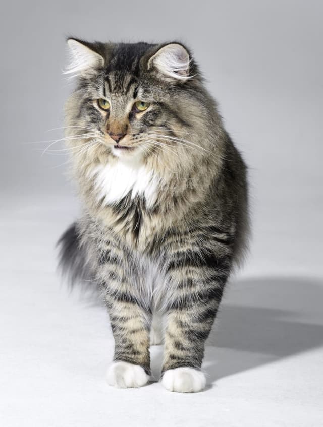 Norwegian Forest Cat
