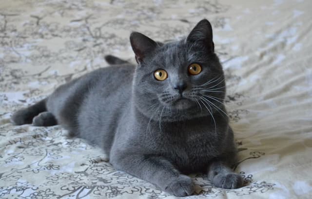 Chartreux