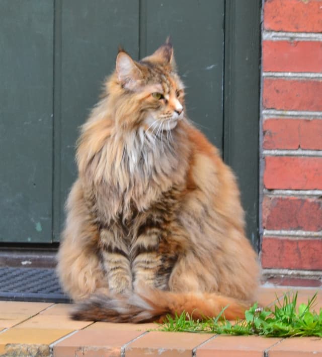 Norwegian Forest Cat