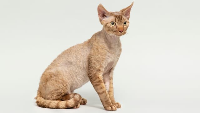 Devon Rex