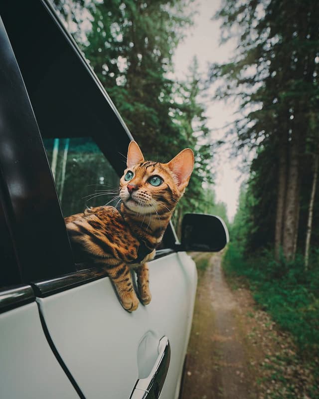 Bengal