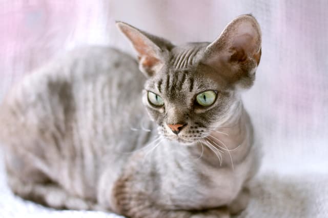 Devon Rex