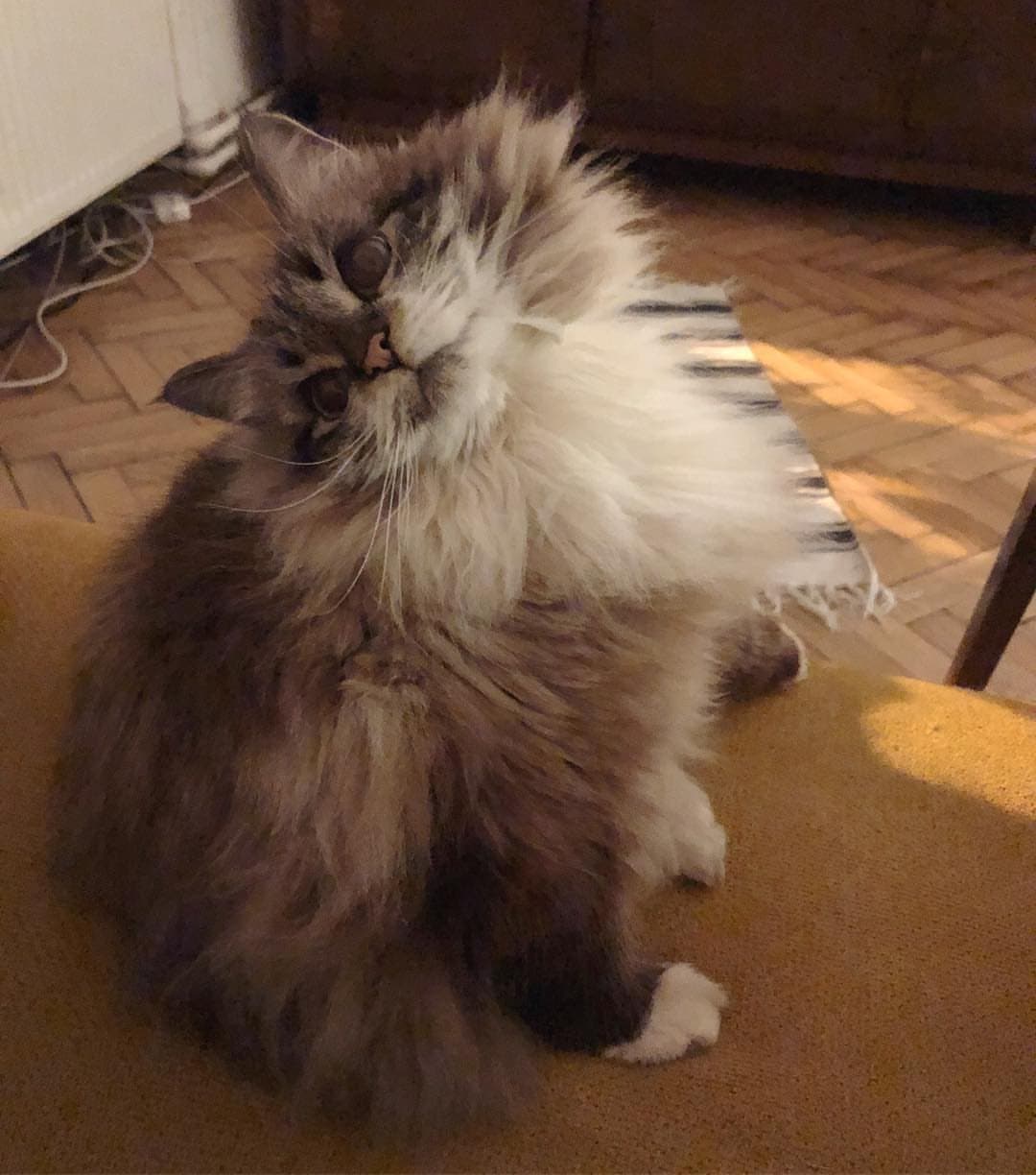 Siberian