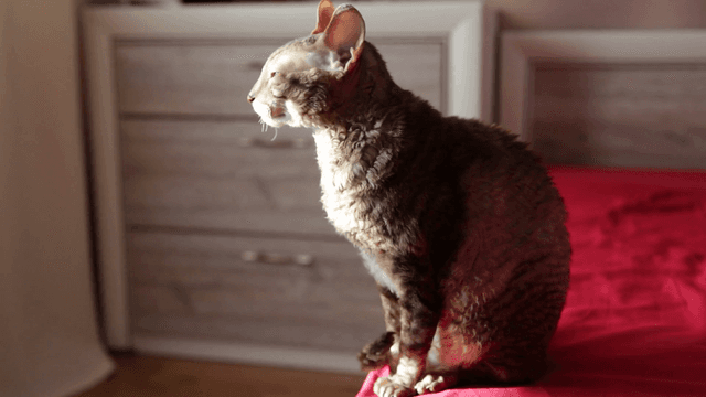 Cornish Rex