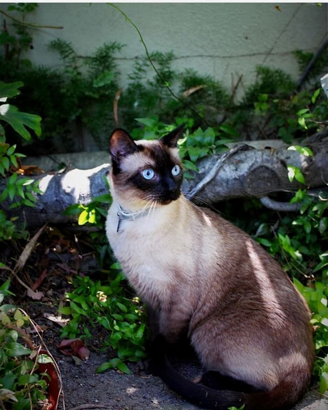 Siamese