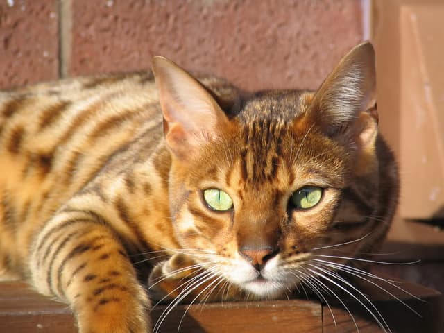 Ocicat
