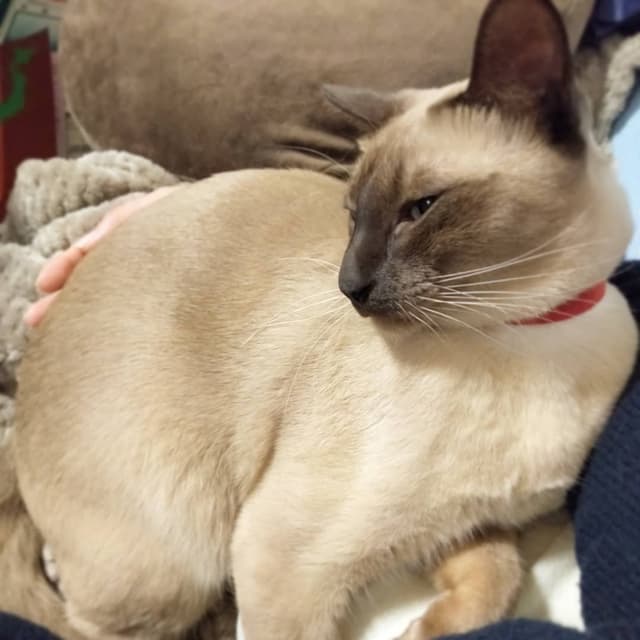Tonkinese
