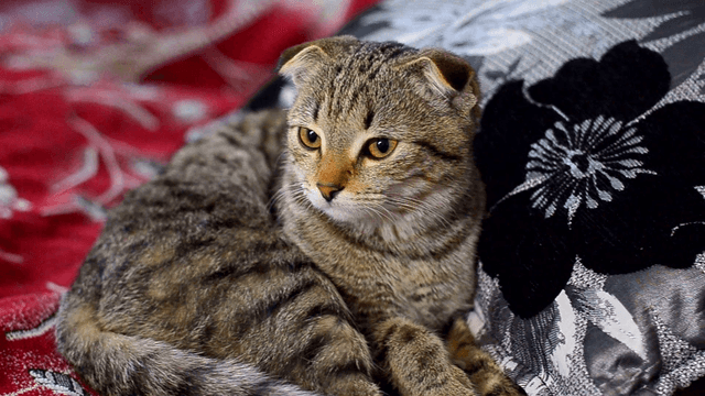 Scottish Fold
