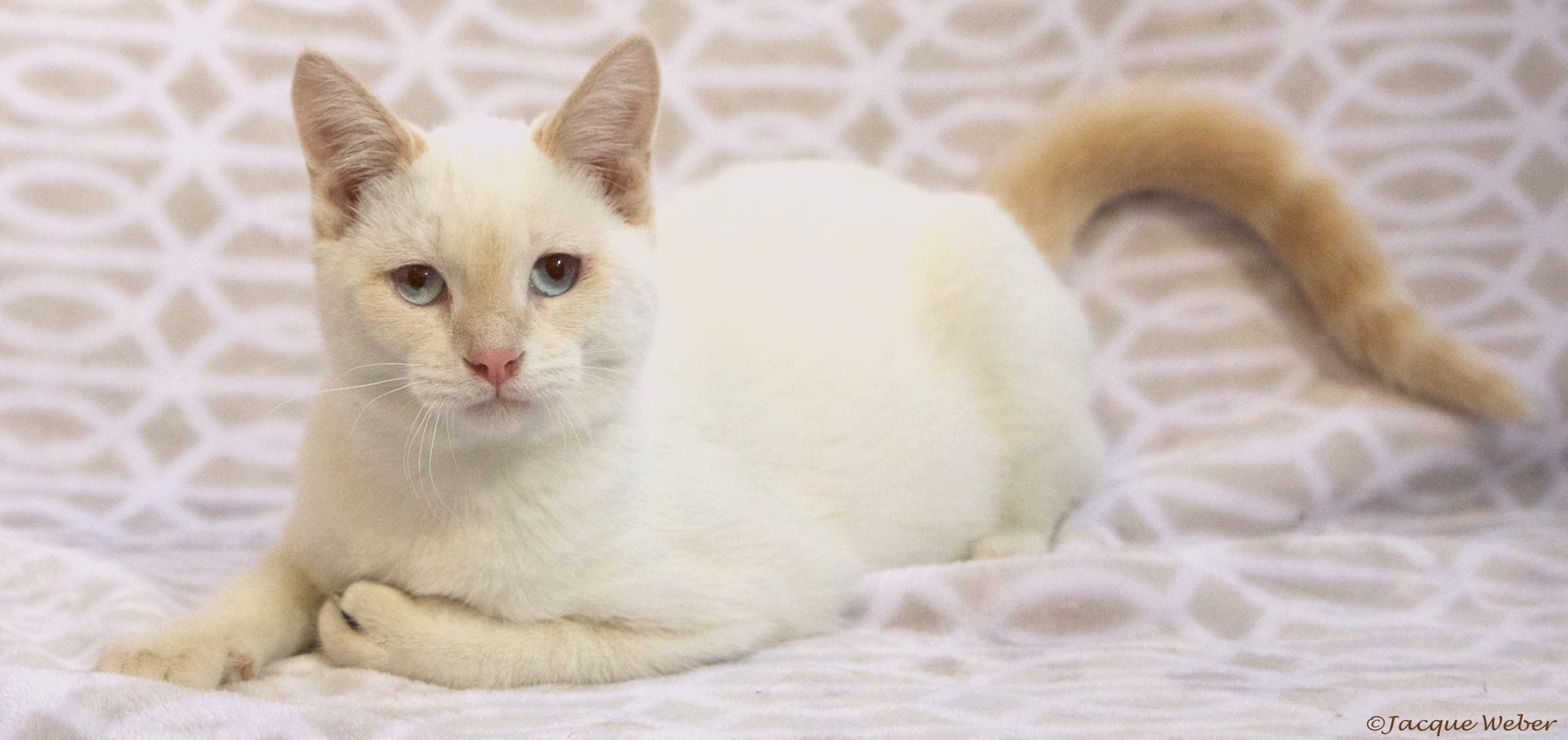 Colorpoint Shorthair