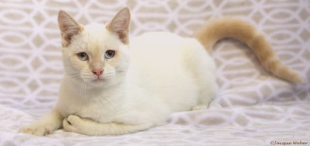 Colorpoint Shorthair