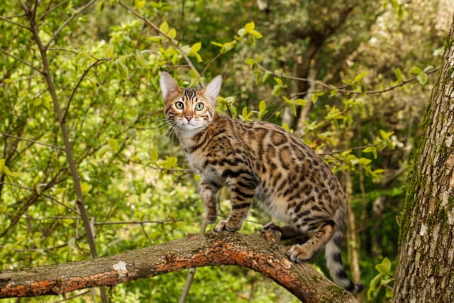 Ocicat