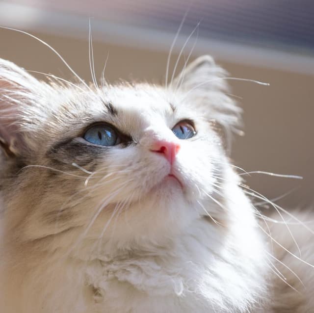 Ragdoll